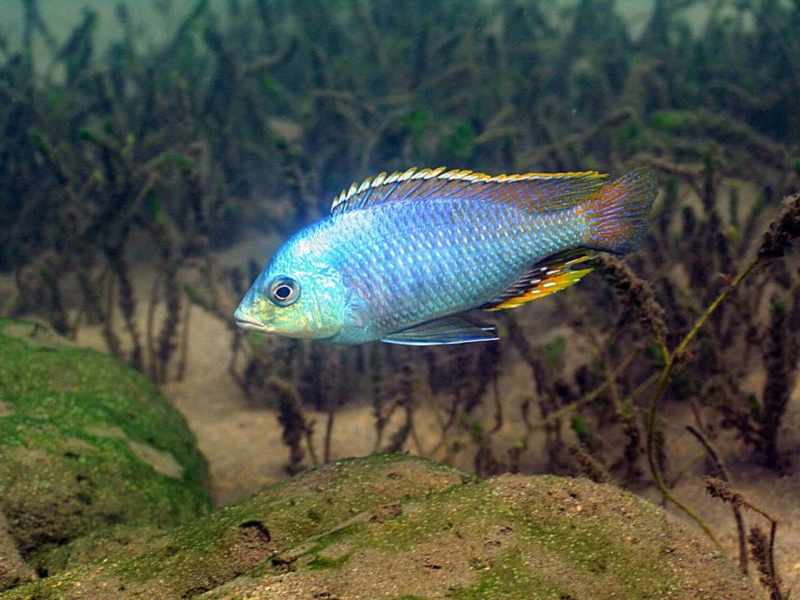 Protomelas similis 'Chiofu Bay'